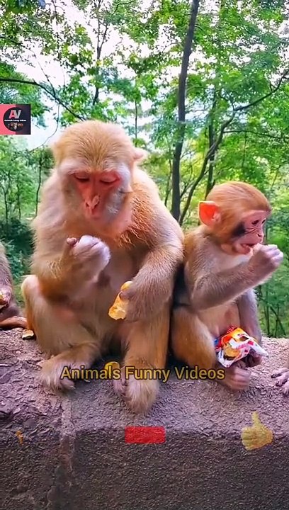 Cat And Duck Long Drive | Monkey Family Eating Fruits | Cute Pie Little Lion Videos 2022
