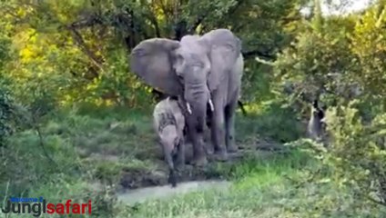Watch How Elephant Family find puddle of water in this relaxing wildlife sighting