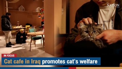 Cat cafe in Iraq promotes cat's welfare | The Nation