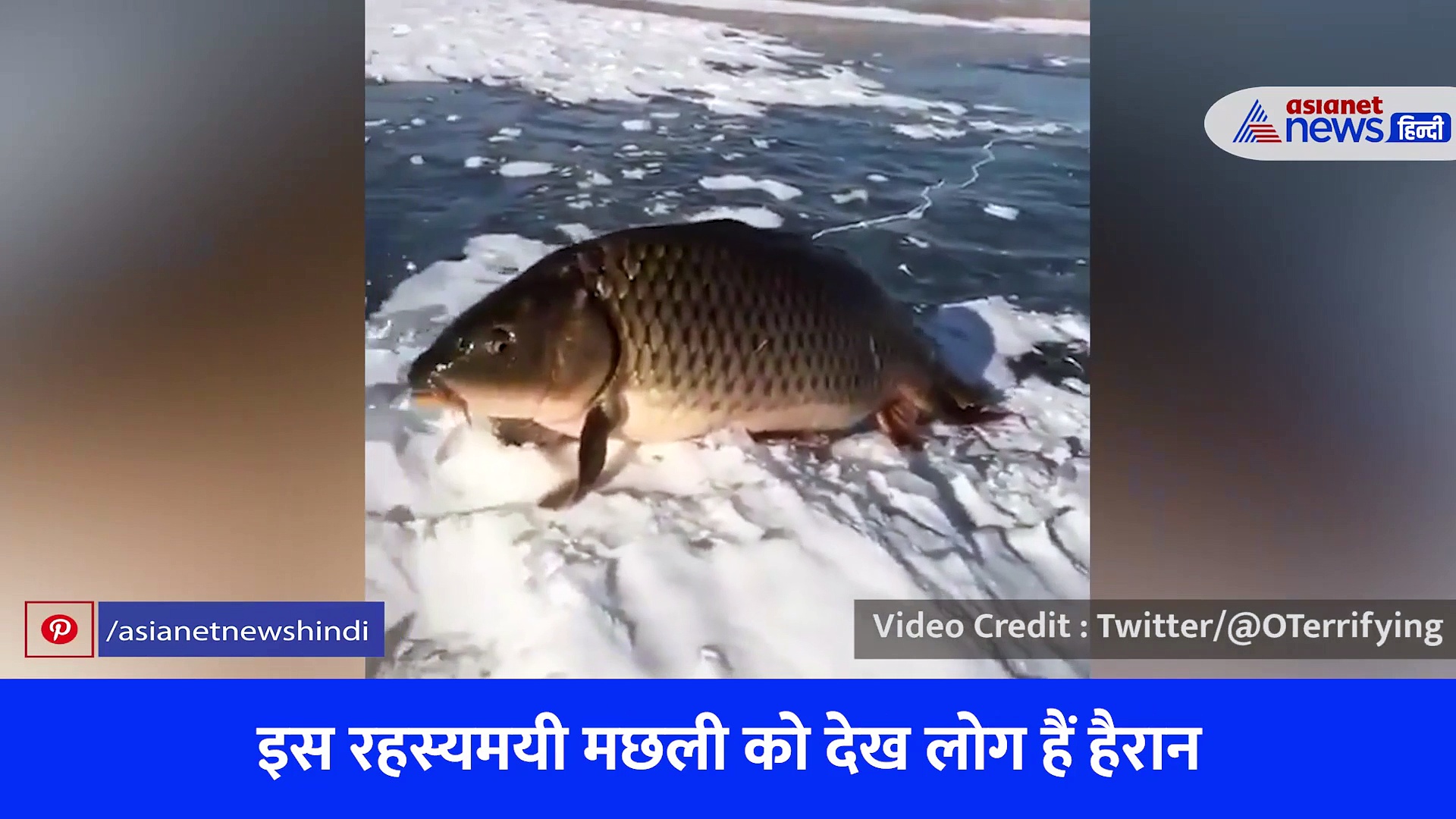 पानी के बाहर खड़ी नजर आई पैर वाली रहस्यमयी मछली, लोग पूछ रहे ये कौनसी प्रजाति है?