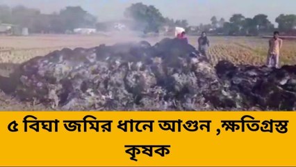 ৫ বিঘা জমির ধানে আগুন ,ক্ষতিগ্রস্ত কৃষক