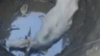 गुना : गहरे कुएं में गिरी गाय, गौ रक्षकों ने इस तरह किया रेस्क्यू, देखें वायरल वीडियो