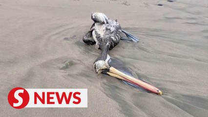 Thousands of pelicans die in Peru after bird flu outbreak