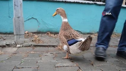 Ördeğiyle gezen adam görenleri şaşırttı: "Dışarıya çıkmayınca sinirleniyor, sahibine yaklaşana huysuzlaşıyor"