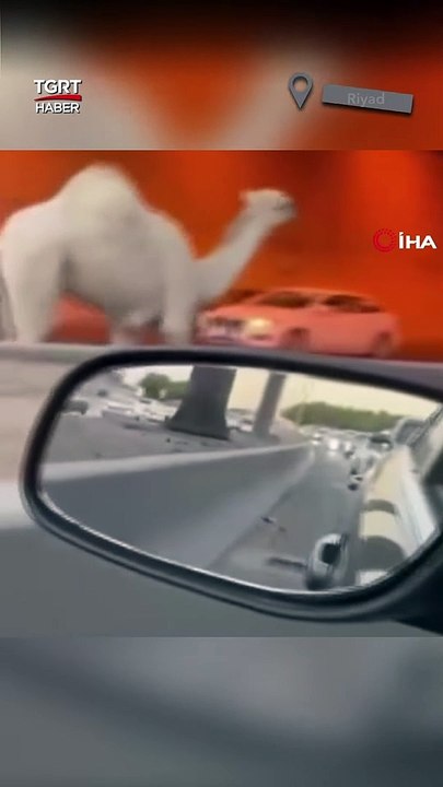 Otoyola Giren Deve Trafiği Birbirine Kattı #shorts #deve #suudiarabistan