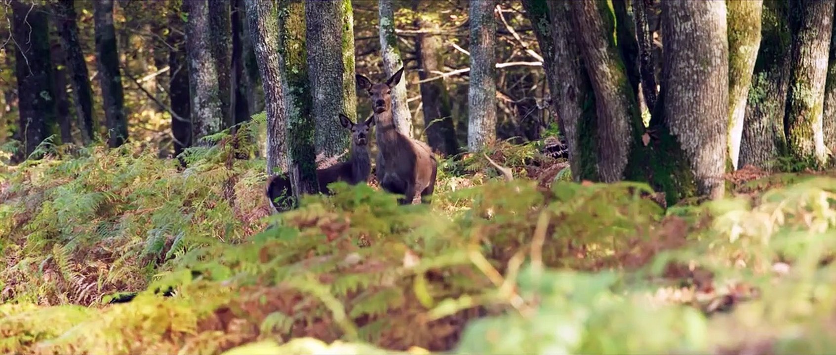 Die Eiche – Mein Zuhause Trailer DF