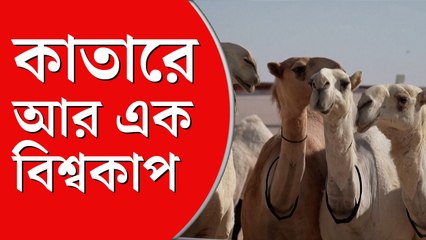 কাতারে আর এক বিশ্বকাপ,  পারস্য উপসাগরের ধারে সেরা সুন্দরীর লড়াইয়ে  দেশ-বিদেশের উটেরা