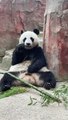 Why can pandas gain weight even if they eat bamboo?
