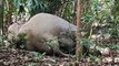 Xem voi nằm nghỉ ngơi tại Vườn quốc gia Cát tiên. Elephant take a nap in Cat Tien national park.