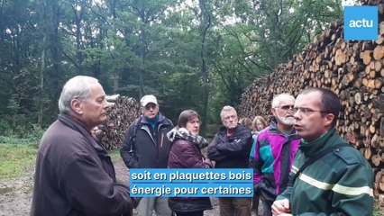 Que devient le bois de la forêt de Rambouillet