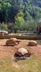 turtle-और-tortoise--में-क्या-अंतर-होता-है-by-right-to-shiksha