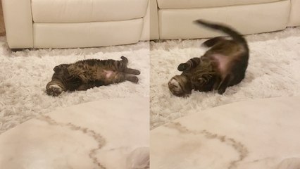 Such an actress - a cat pretending to be shot