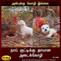 ”அன்புக்கு மொழி இல்லை” நாய் குட்டிக்கு தாயான அடைக்கோழி!