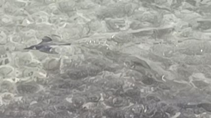 Corse: un pingouin torda aperçu dans le port d'Ajaccio