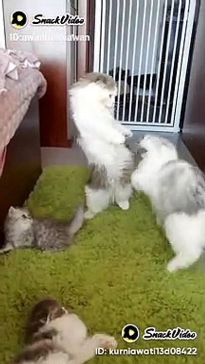 Kucing lucu
