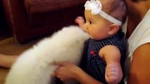 Samoyed Puppy meets Baby