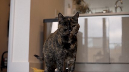 À 26 ans, Flossie obtient le titre Guinness du "plus vieux chat au monde"