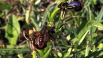 Invisible Nature - Talking Plants