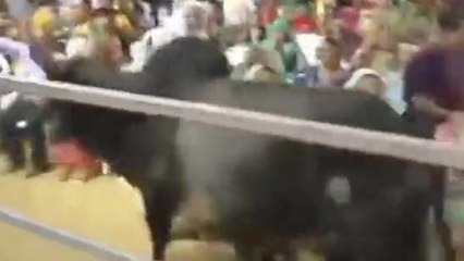 वायरल वीडियो: कांग्रेस की सभा में घुसा सांड तो माइक से नेता ने लगाया बीजेपी पर यह आरोप