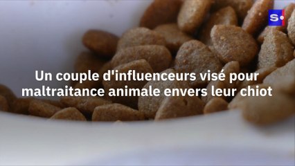 Un couple d'influenceurs visé pour maltraitance animale envers leur chiot