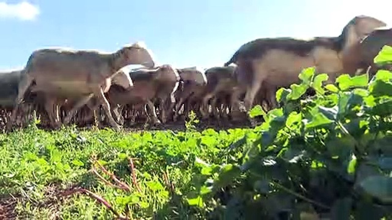 Roquefort cheese production drives wedge between local producers and Lactalis