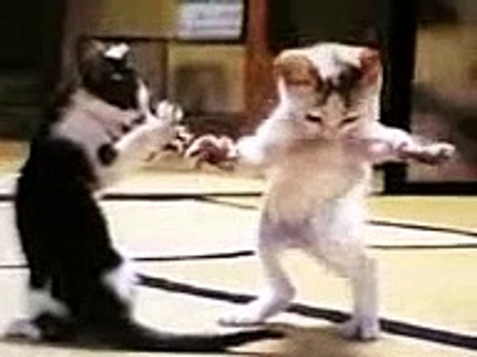cat dance