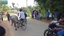 funny bike race || ऐसी बाईक और सायकल रेस देखी कहा || भैस ने रेस की वाट लगा दी