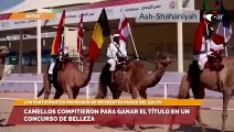 Camellos compitieron para ganar el título en un concurso de belleza