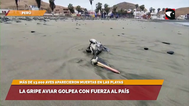 La gripe aviar golpea con fuerza al país