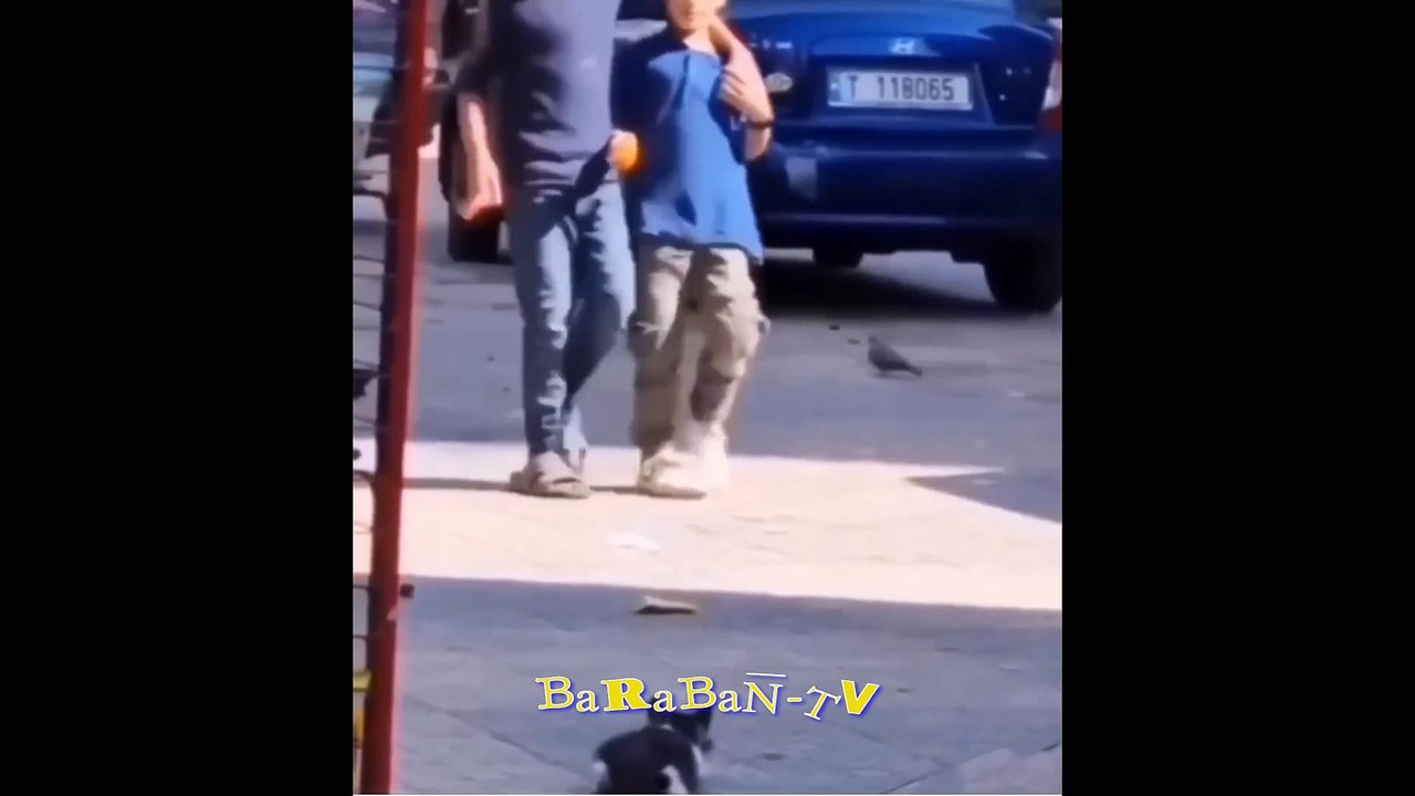 외설적으로 웃기는 고양이들!  재미있는 고양이와 새끼 고양이의 동영상!