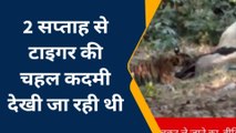 पीलीभीत: शिकार करने के बाद गाय को अपने मुंह से घसीटकर जंगल ले गया बाघ, देखिए वीडियो