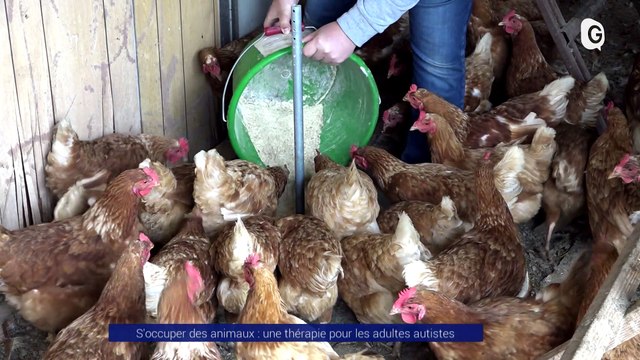 Reportage - S'occuper des animaux : une thérapie pour les adultes autistes