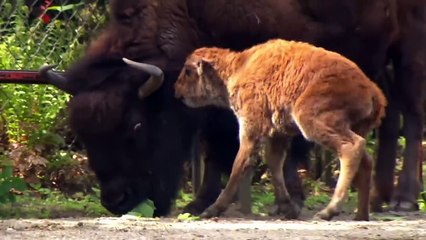 Baby Animals Discovering Their World  Episode 5
