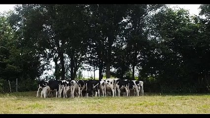 Cow Bande-annonce (FR)