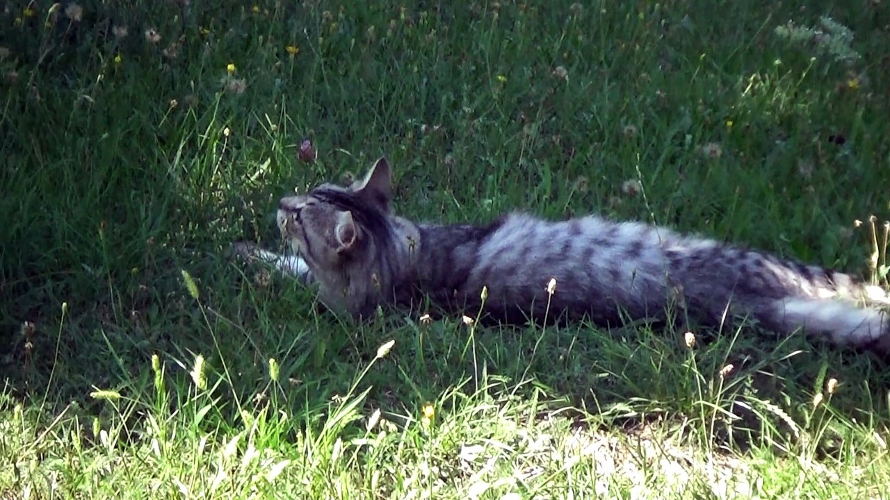Cat Saw a Bird in a Tree