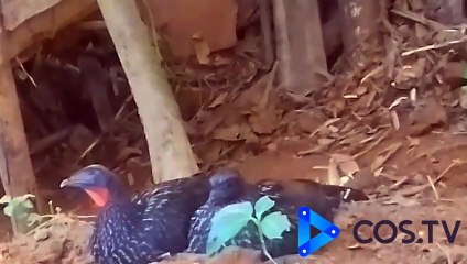 JACU DEITADO NA TERRA