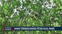 Sawah Rusak Terendam Banjir, Petani di Jember Gagal Panen