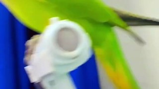 Parrot’s_Toy(720p)