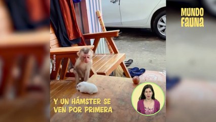 Divertido momento: mono bebé huyó cuando un hámster quiso ser su amigo