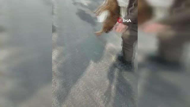 Yaralı tilkiyi Orman İşletme Müdürlüğü ekipleri kurtardı