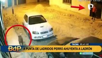 Hizo correr al delincuente: valeroso perro frustra robo de autopartes en Tacna