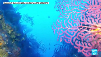 Après une canicule marine, la Méditerranée face à une mortalité de masse