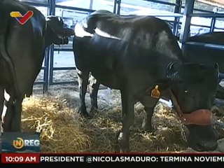 En la Tercera Expo Probúfala Apure 2022 se exhibieron 120 ejemplares de genética bufalina