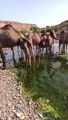 Camel Drinks Water