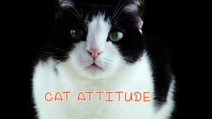CAT ATTITUDE