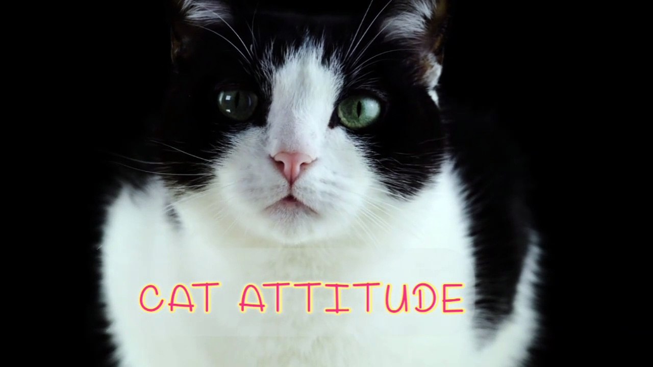 CAT ATTITUDE