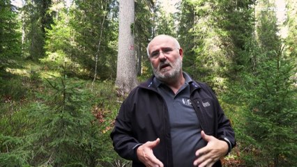 Hundertjährige Fichten vertrocknen: Wenn der Klimawandel am Resonanzholz nagt