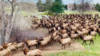 Loveland Elk Herd visiting Thanksgiving morning