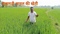 बासमती धान की खेती #agriculture