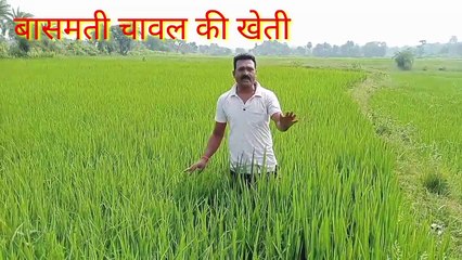 बासमती धान की खेती #agriculture